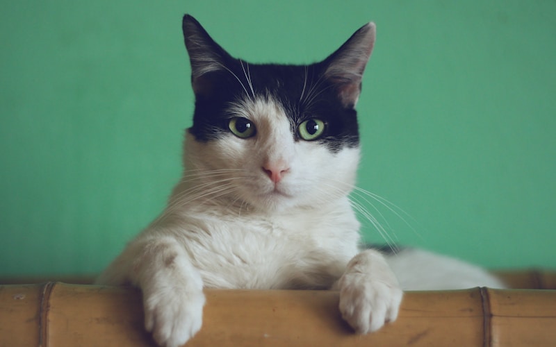 Cats