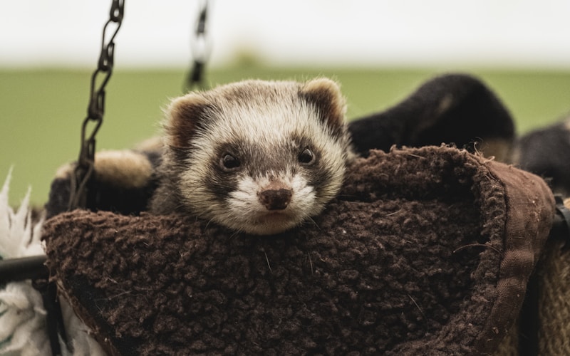 Ferrets