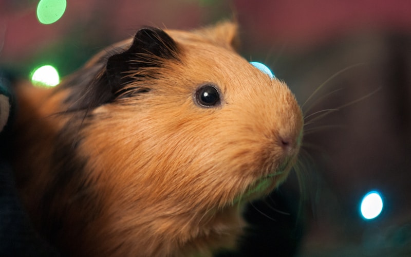 Guinea Pigs