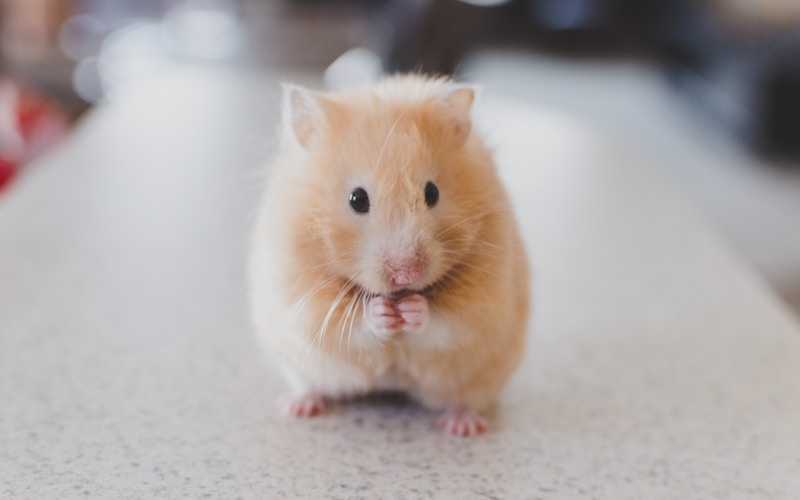 Hamsters