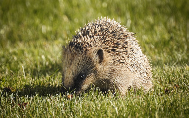 Hedgehogs