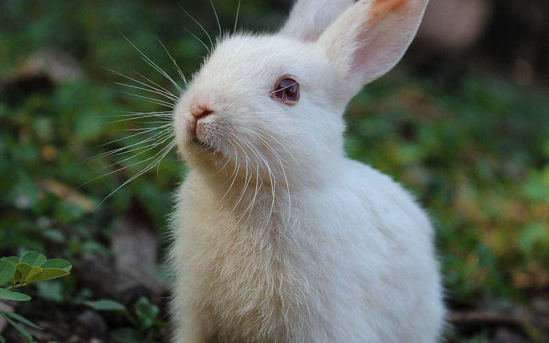 Rabbits