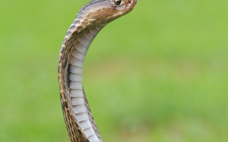 Snakes