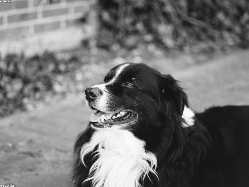 Single Upload Test Dog – Indian Pariah Mix