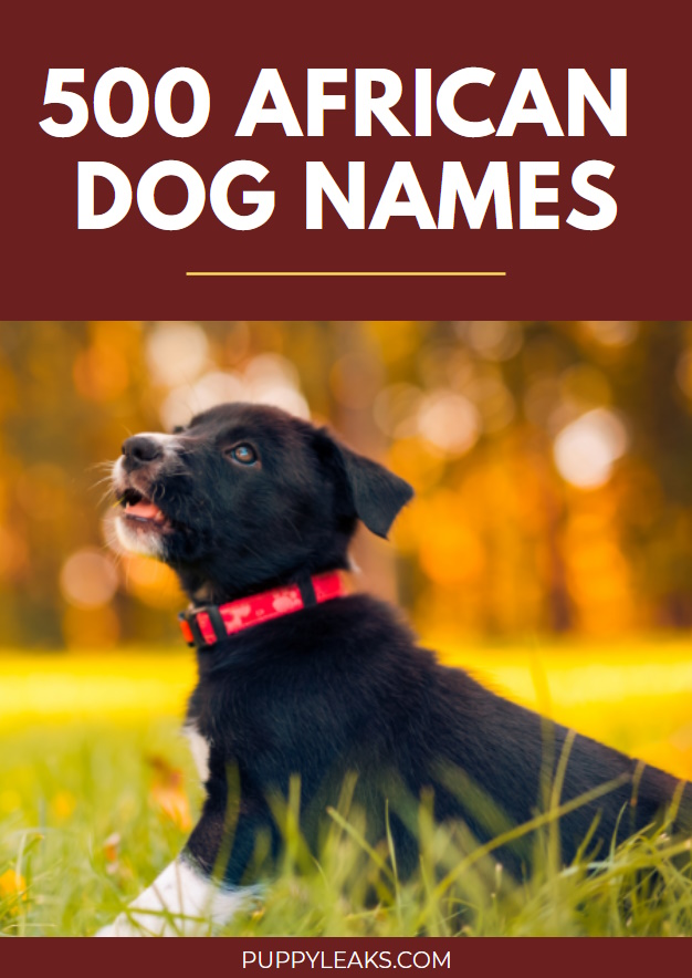 500 African Dog Names