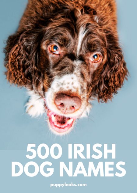 500 Irish Dog Names