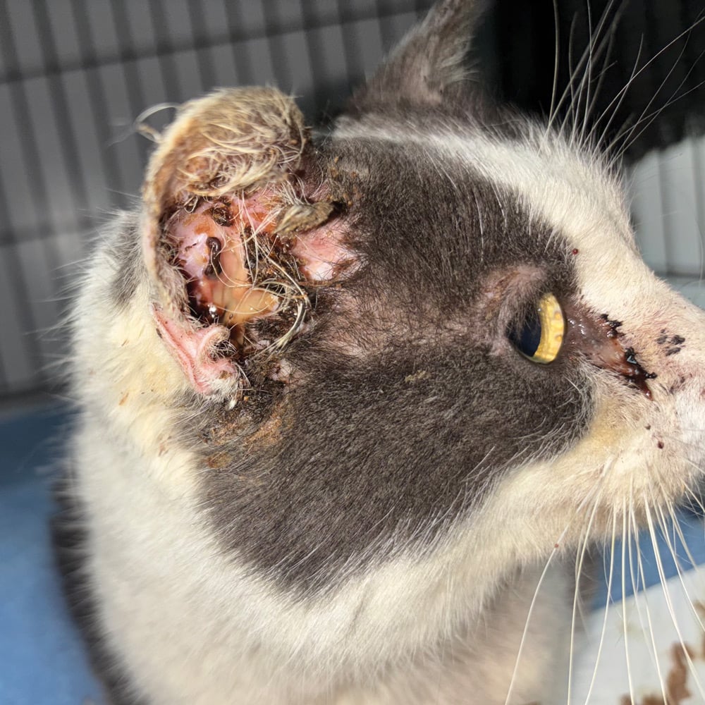 A Lifeline for Cats in the Adirondack Region