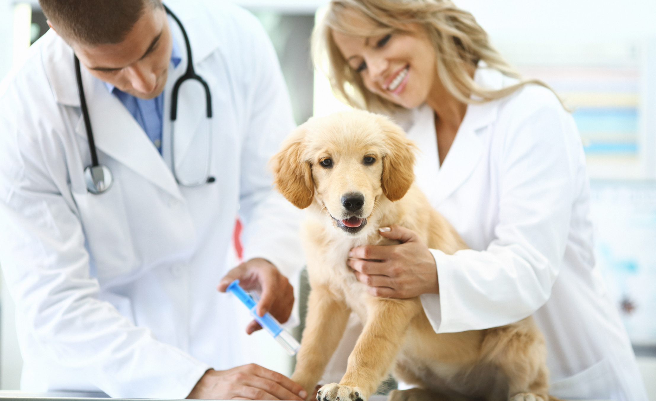 AVMA Celebrates Pet Week 2026: Happiness is a Healthy Pet