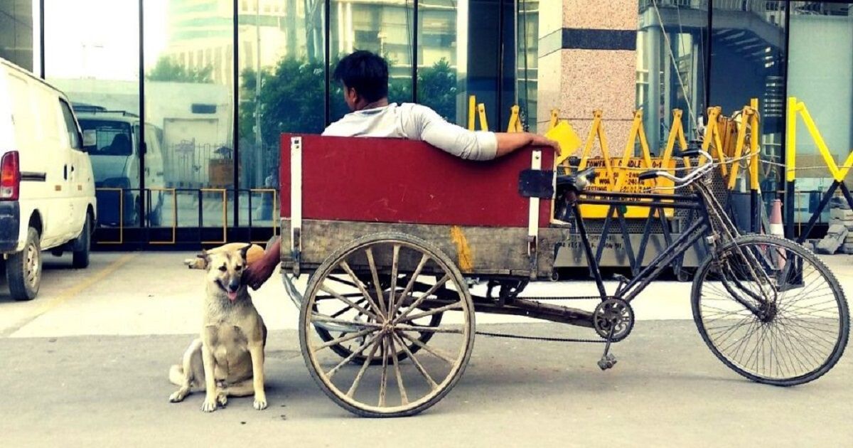 Bakharwal Dog: Kashmir’s Endangered Himalayan Guardian
