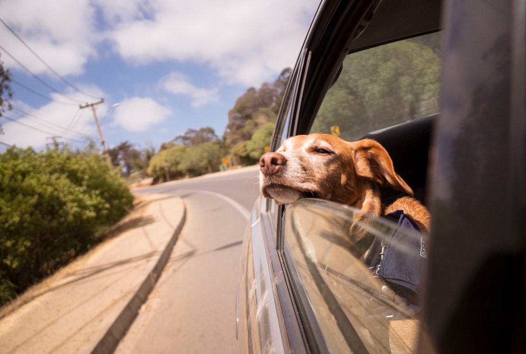 Bringing a Puppy Home in the Car: Your First Journey Together