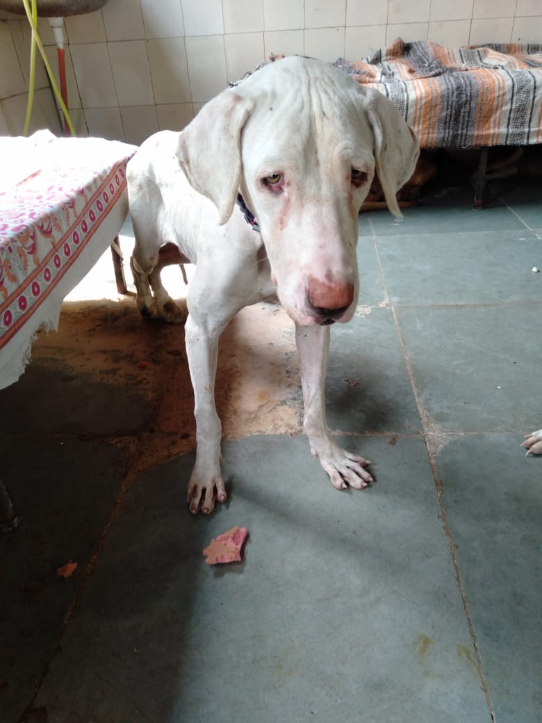 Bully Kutta (Indian Mastiff): History, Truth and the Dog Behind the Myth