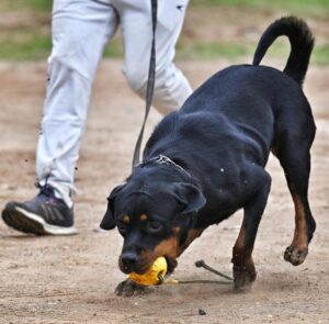 Chennai May Fine Pet Owners Rs 25,000 for Abandoning Dogs