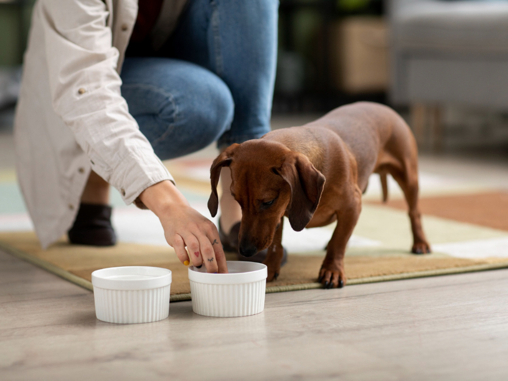 Dachshund Feeding Chart: Portion Control to Protect That Long Spine