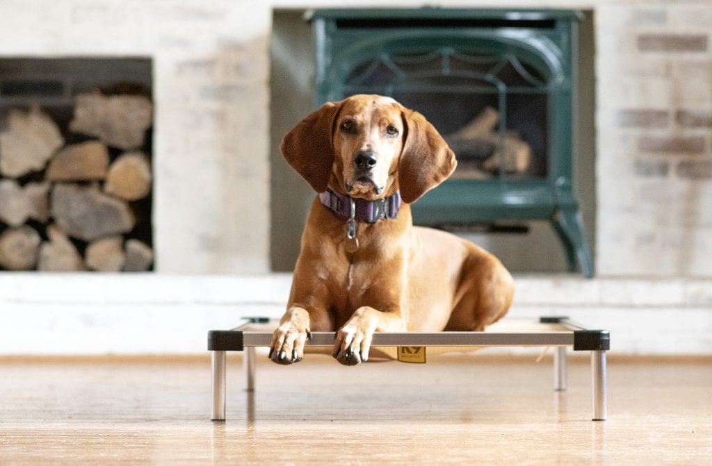 Do I Have To Be My Dog’s Boss?
