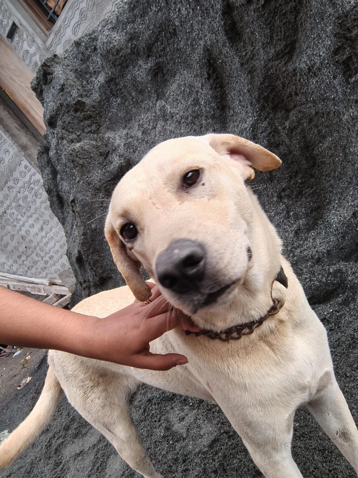 Dog Adoption in Coimbatore: Shelters, NGOs & Helplines