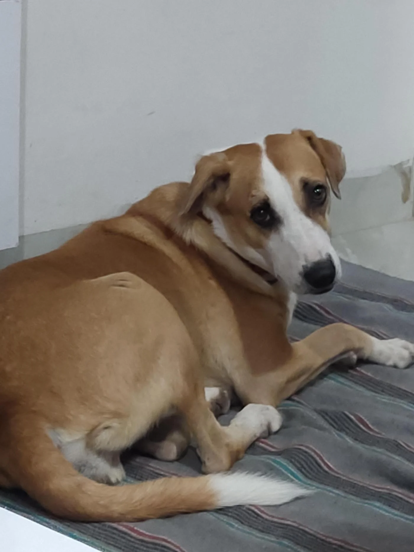 Dog Adoption in Indore: Shelters and Animal Helplines