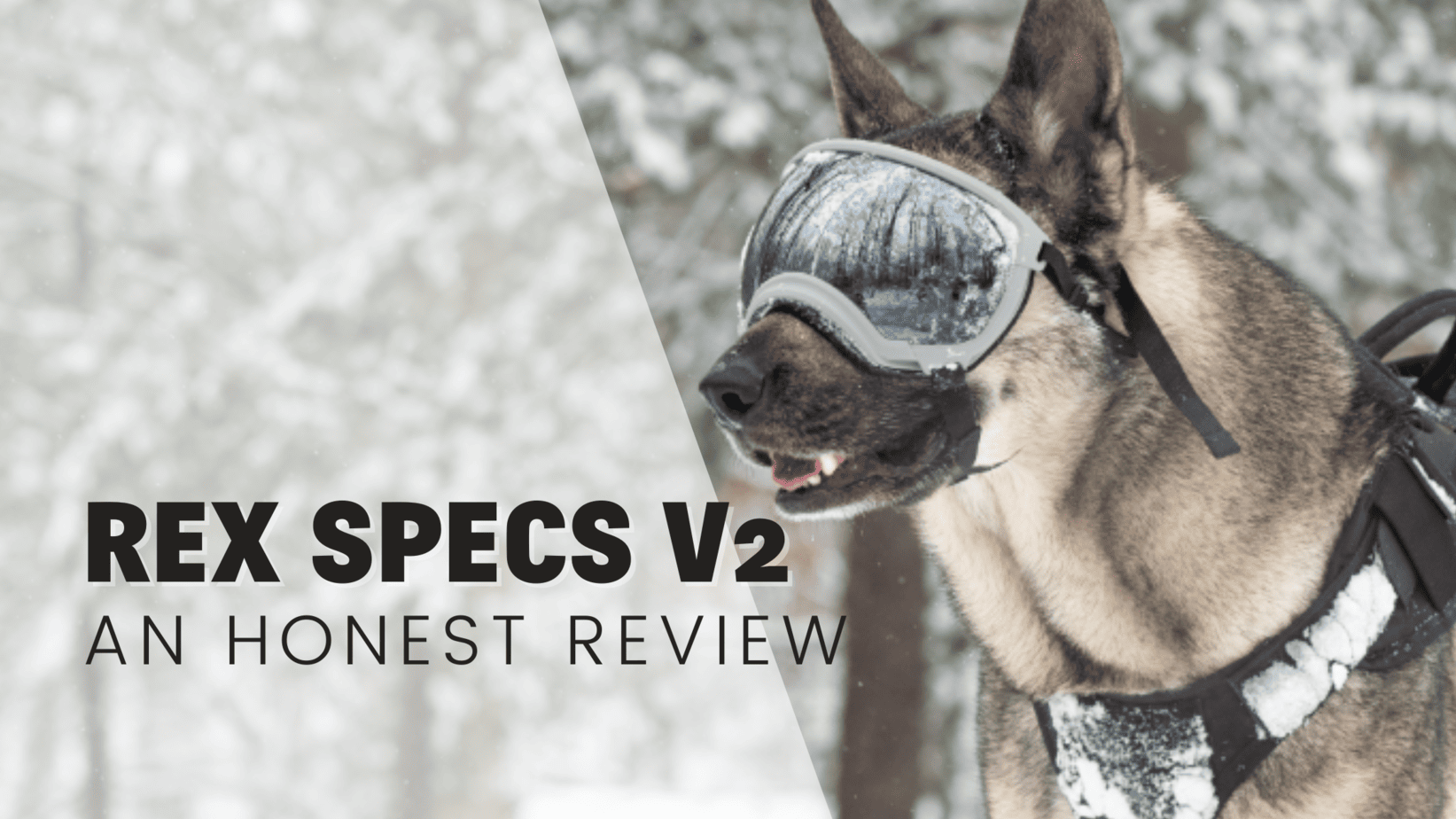 Doggles and More: A Beginner’s Guide to Helping Your Dog with Sunglasses or Goggles