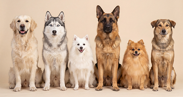 Heat Wave Grooming: Keeping Pets Safe Through India’s Extreme Summers