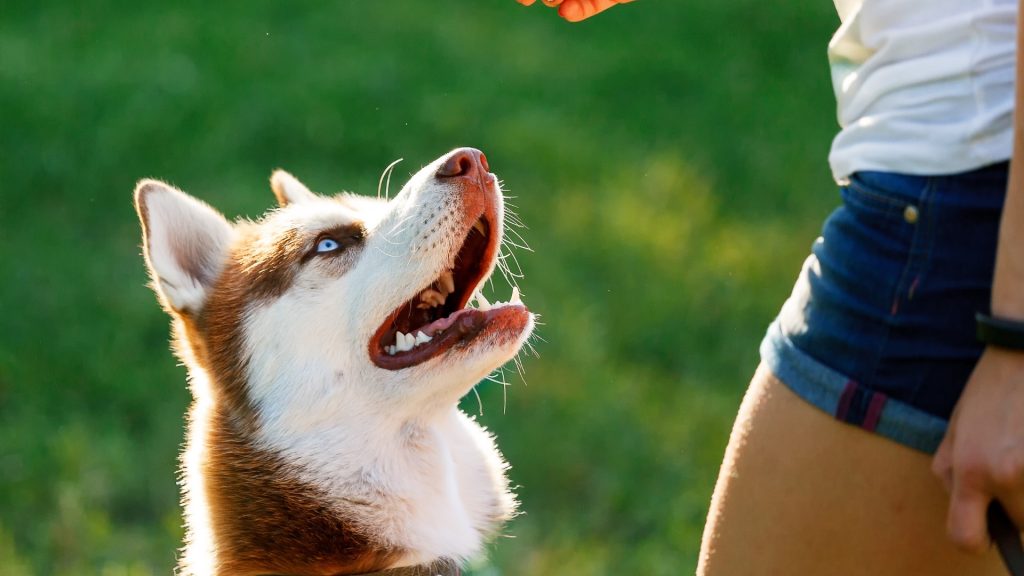 Help! My Puppy Isn’t Food Motivated!