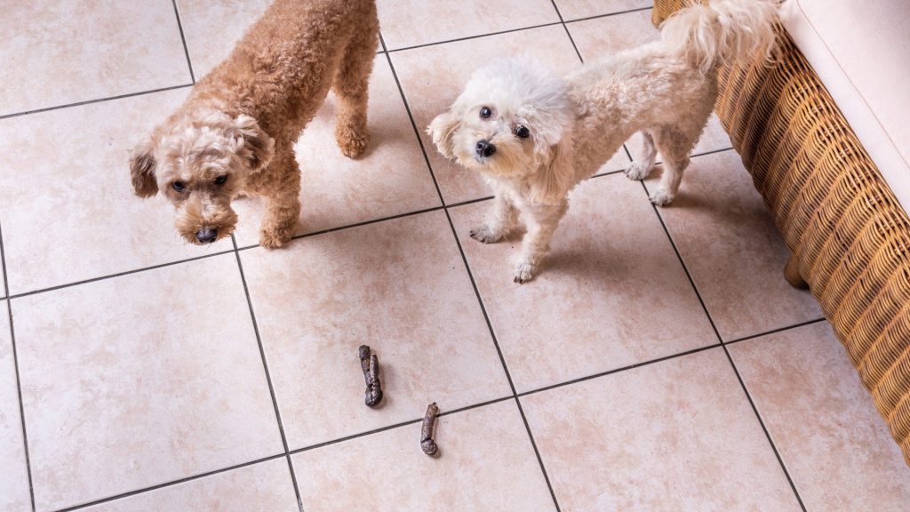 Help! My Puppy Keeps Eating Poop