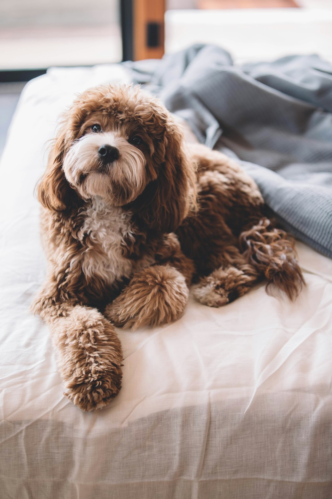 How to Stay in a Hotel With a Puppy Without Losing Your Mind