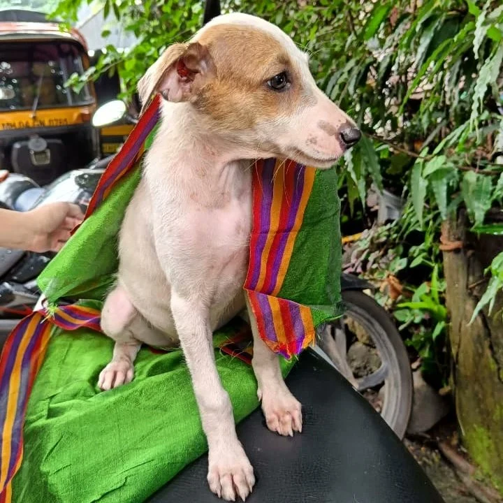 I am a Mumbai dog…
