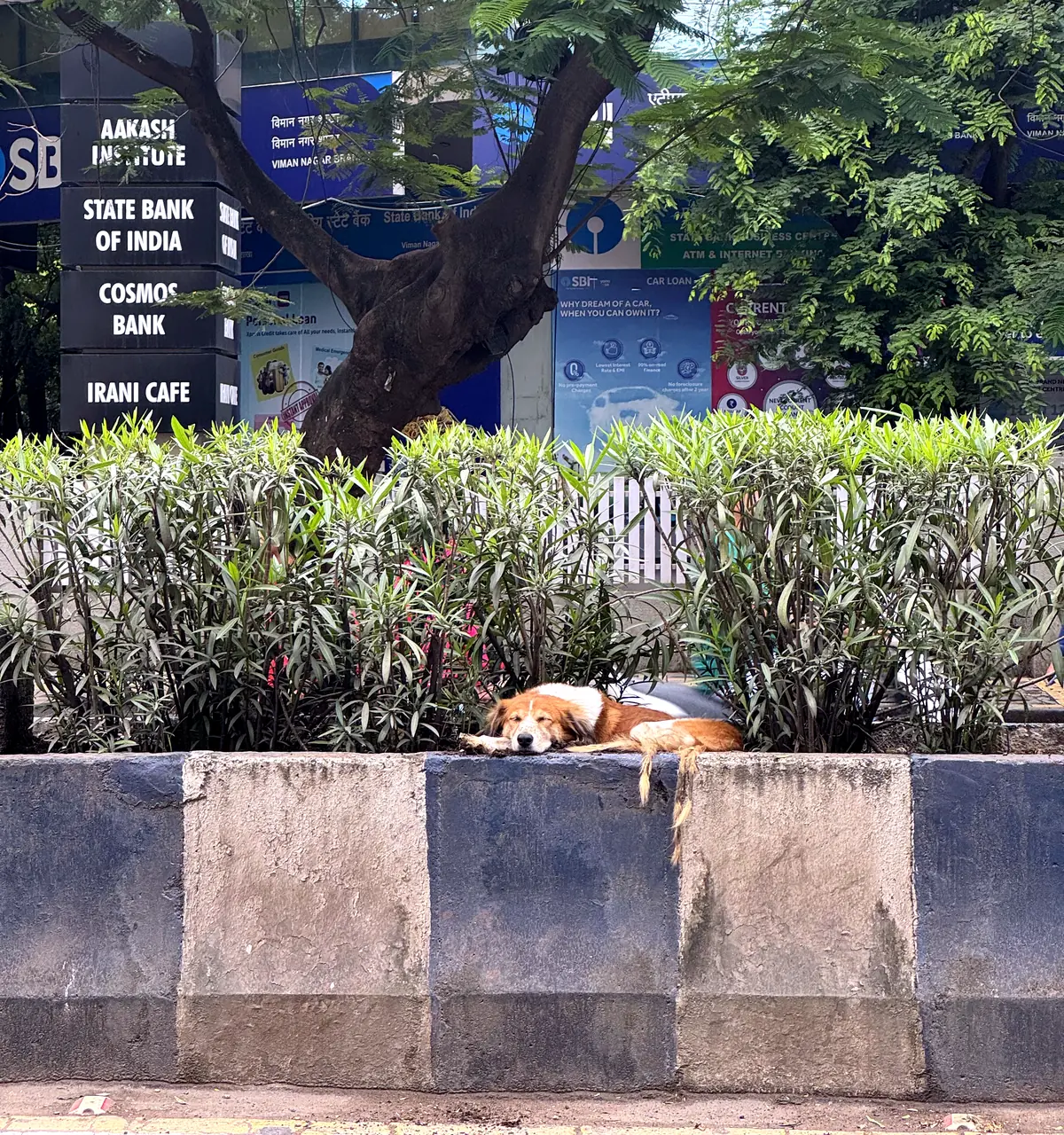 I Am a Pune Dog: A Street Dog’s Story From Viman Nagar