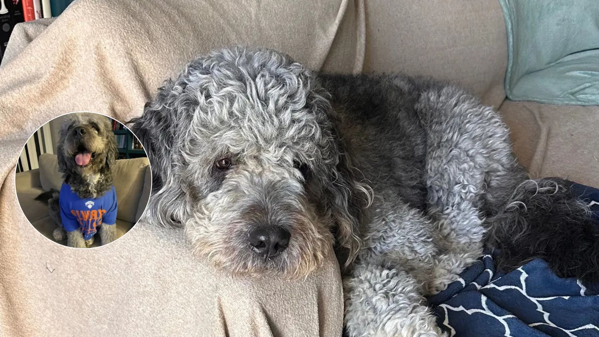 Justice for Jameson: $100K GoFundMe for Dog Killed by LAPD