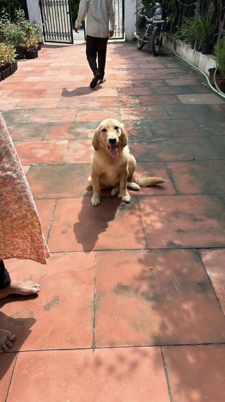 Lost dog in India: who to call, where to search, and how to get the word out
