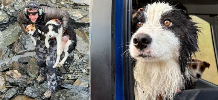 Lost For A Week, Rescued From The Sky: Dog Survives New Zealand Wilderness Ordeal