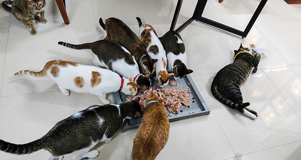 Love, Labor & 50 Whiskers: A Cat Rescuer’s Journey