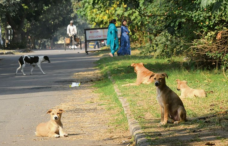Mohali MC Asks GMADA for 1 Acre in Sector 57 to Build Dog Shelter