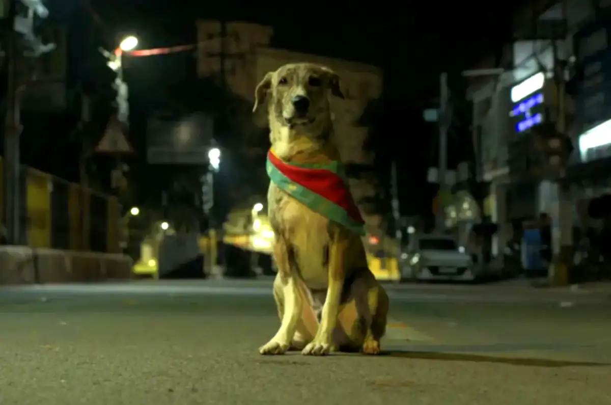 Ohh My Dog (2026) Review: The Real Stars Are Two Indian Street Dogs Named Bruno and Oscar