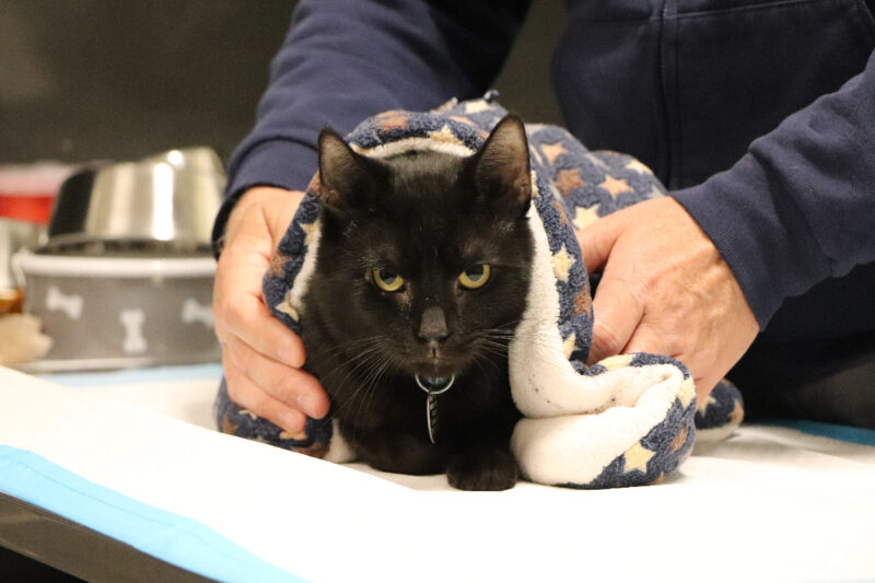 Orzo Needed More Than Rescue