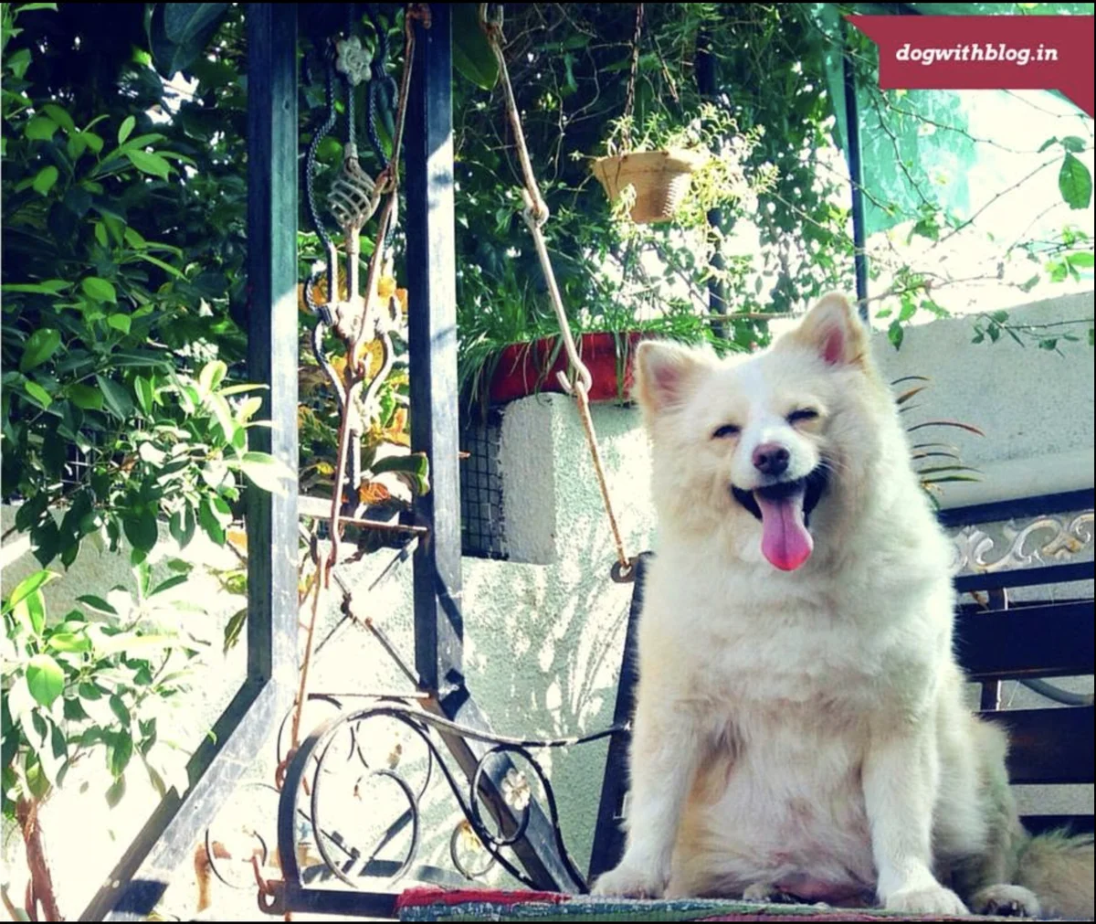 Pet Cremation in India: What to Do When Your Dog Dies