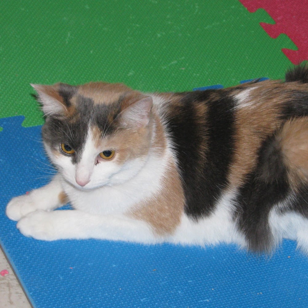 Planning for Love: Margaret’s Promise to Her Cats