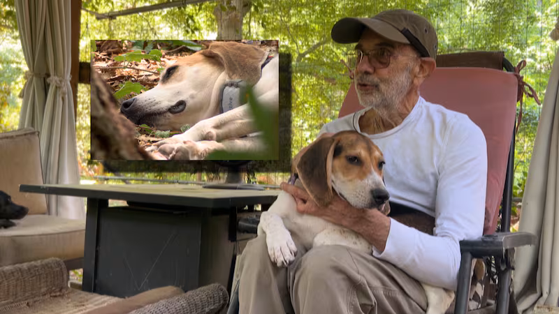 Pregnant Hound Found with Wire Around Neck in New Kent; Gives Birth After Community Rallies