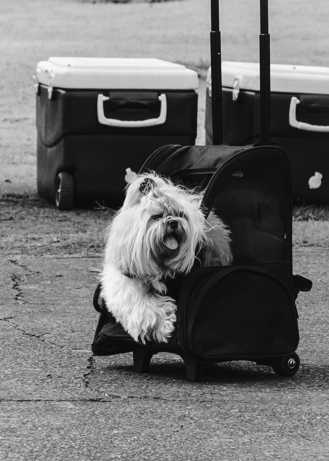 Puppy Travel Essentials: What to Pack for a Trip