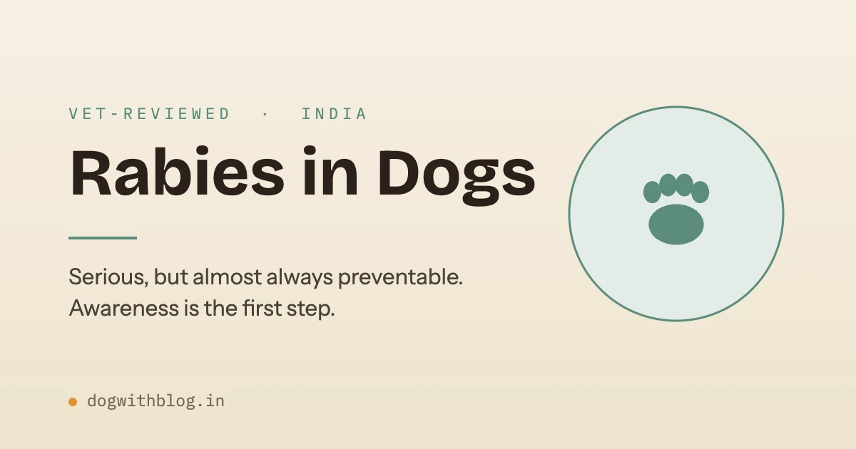 Rabies in Dogs: Symptoms, Stages and What to Do