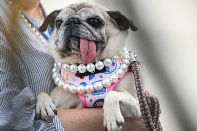 Rescued From the Dog Meat Trade, Jinny Lu the Pug Is Now the World’s Ugliest Dog