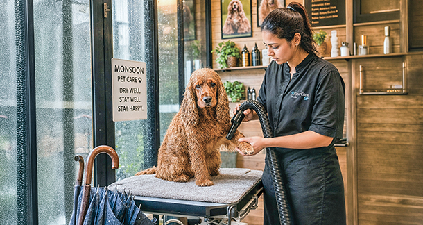 Seasonal Grooming In India: Adapting To Heat, Humidity, And Monsoon