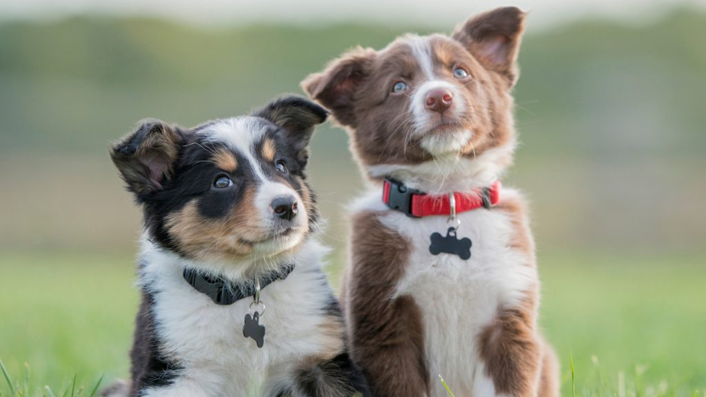 Should You Get Two Puppies at Once? Double Trouble or Twice the Fun?