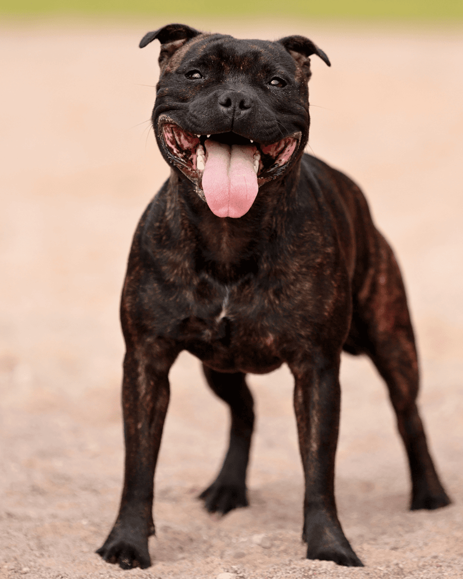 The Ultimate Guide To Harnesses For Bully Breeds: Benefits, Types And More 