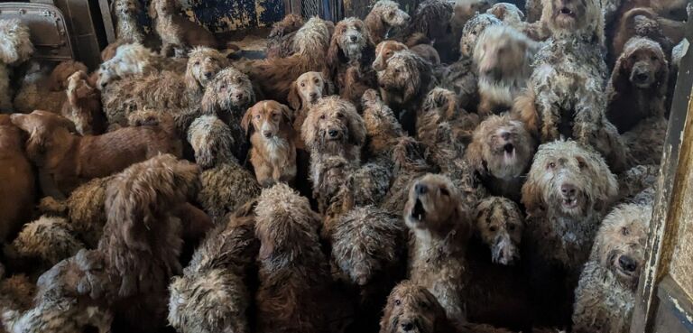 This Photo Is Not AI’: RSPCA Rescues Over 250 Dogs Crammed Into a Single UK Property