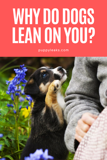 Why Do Dogs Lean on You?