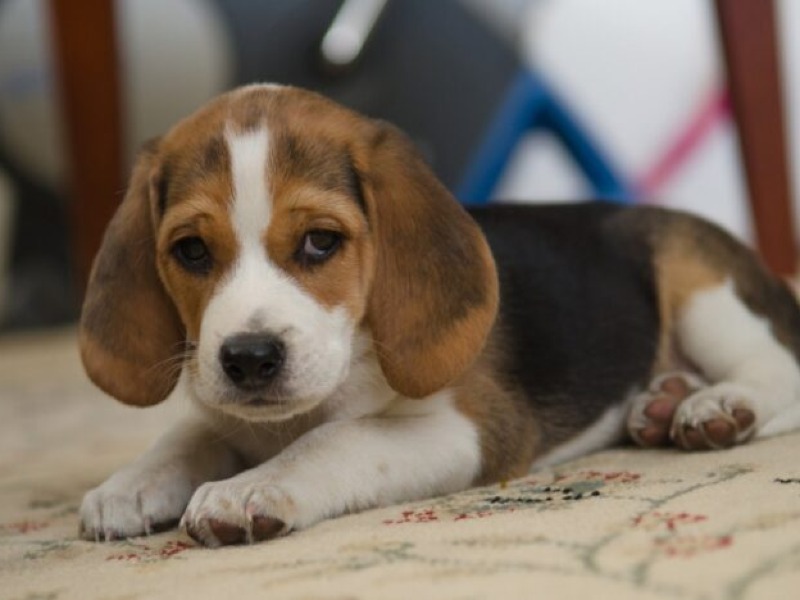 Bruno – German                                                      
  Shepherd