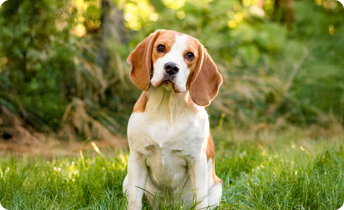 Kamini, Beagle in kochi, ernamkulam